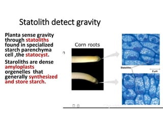 Statolith detect gravity
Planta sense gravity
through statoliths
found in specialized
starch parenchyma
cell ,the statocyst.
Staroliths are dense
amyloplasts
orgenelles that
generally synthesized
and store starch.
 