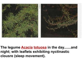 The legume Acacia totuosa in the day.......and
night; with leaflets exhibiting nyctinastic
clousre (sleep movement).
 