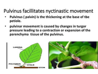 Pulvinus facillitates nyctinastic movement
• Pulvinus ( palvin) is the thickening at the base of tbe
petiole.
• pulvinar movement is caused by changes in turgor
pressure leading to a contraction or expansion of the
parenchyma tissue of the pulvinus.
 