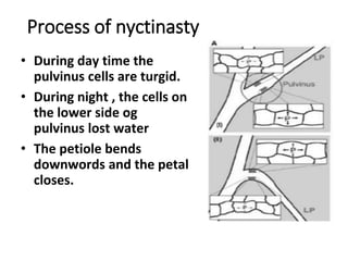 Process of nyctinasty
• During day time the
pulvinus cells are turgid.
• During night , the cells on
the lower side og
pulvinus lost water
• The petiole bends
downwords and the petal
closes.
 