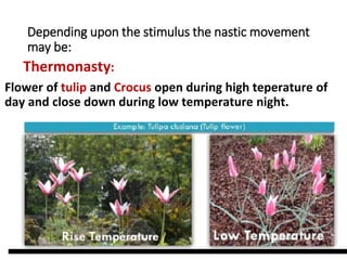 Depending upon the stimulus the nastic movement
may be:
Thermonasty:
Flower of tulip and Crocus open during high teperature of
day and close down during low temperature night.
 