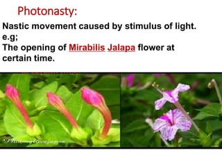Photonasty:
Nastic movement caused by stimulus of light.
e.g;
The opening of Mirabilis Jalapa flower at
certain time.
 
