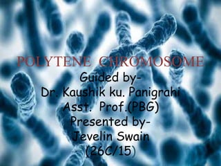 POLYTENE CHROMOSOME
Guided by-
Dr. Kaushik ku. Panigrahi
Asst. Prof.(PBG)
Presented by-
Jevelin Swain
(26C/15)
 