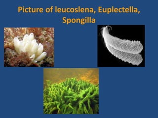 Picture of leucoslena, Euplectella,
Spongilla
 