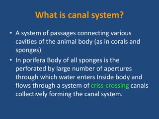 What is canal system?
• A system of passages connecting various
cavities of the animal body (as in corals and
sponges)
• In porifera Body of all sponges is the
perforated by large number of apertures
through which water enters Inside body and
flows through a system of criss-crossing canals
collectively forming the canal system.
 