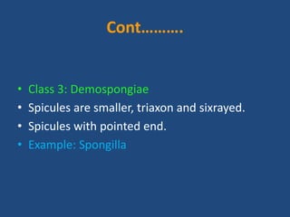 Cont……….
• Class 3: Demospongiae
• Spicules are smaller, triaxon and sixrayed.
• Spicules with pointed end.
• Example: Spongilla
 