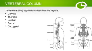 VERTEBRAL COLUMN
33 vertebral bony segments divided into five regions.
• Cervical
• Thoracic
• Lumbar
• Sacral
• Coccygeal
 