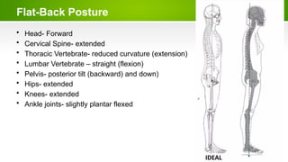 Flat-Back Posture
• Head- Forward
• Cervical Spine- extended
• Thoracic Vertebrate- reduced curvature (extension)
• Lumbar Vertebrate – straight (flexion)
• Pelvis- posterior tilt (backward) and down)
• Hips- extended
• Knees- extended
• Ankle joints- slightly plantar flexed
 