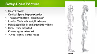 Sway-Back Posture
• Head: Forward
• Cervical Spine -Hyper extended
• Thoracic Vertebrate- slight flexion
• Lumbar Vertebrate –slight extension
• Pelvis-posterior tilt and anterior to midline
• Hips- Hyper extended
• Knees- Hyper extended
• Ankle- slightly planter-flexed
 