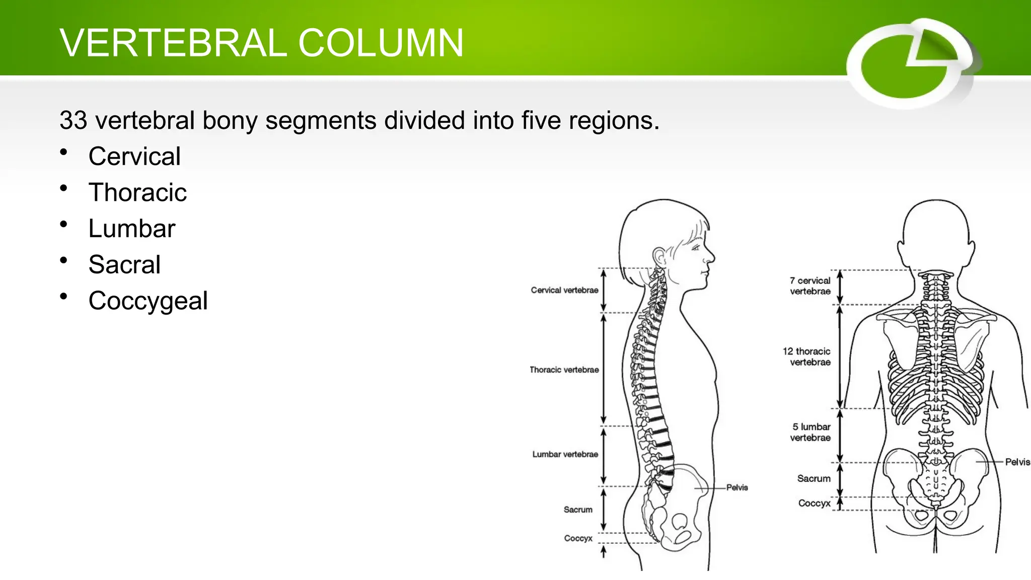 VERTEBRAL COLUMN
33 vertebral bony segments divided into five regions.
• Cervical
• Thoracic
• Lumbar
• Sacral
• Coccygeal
 