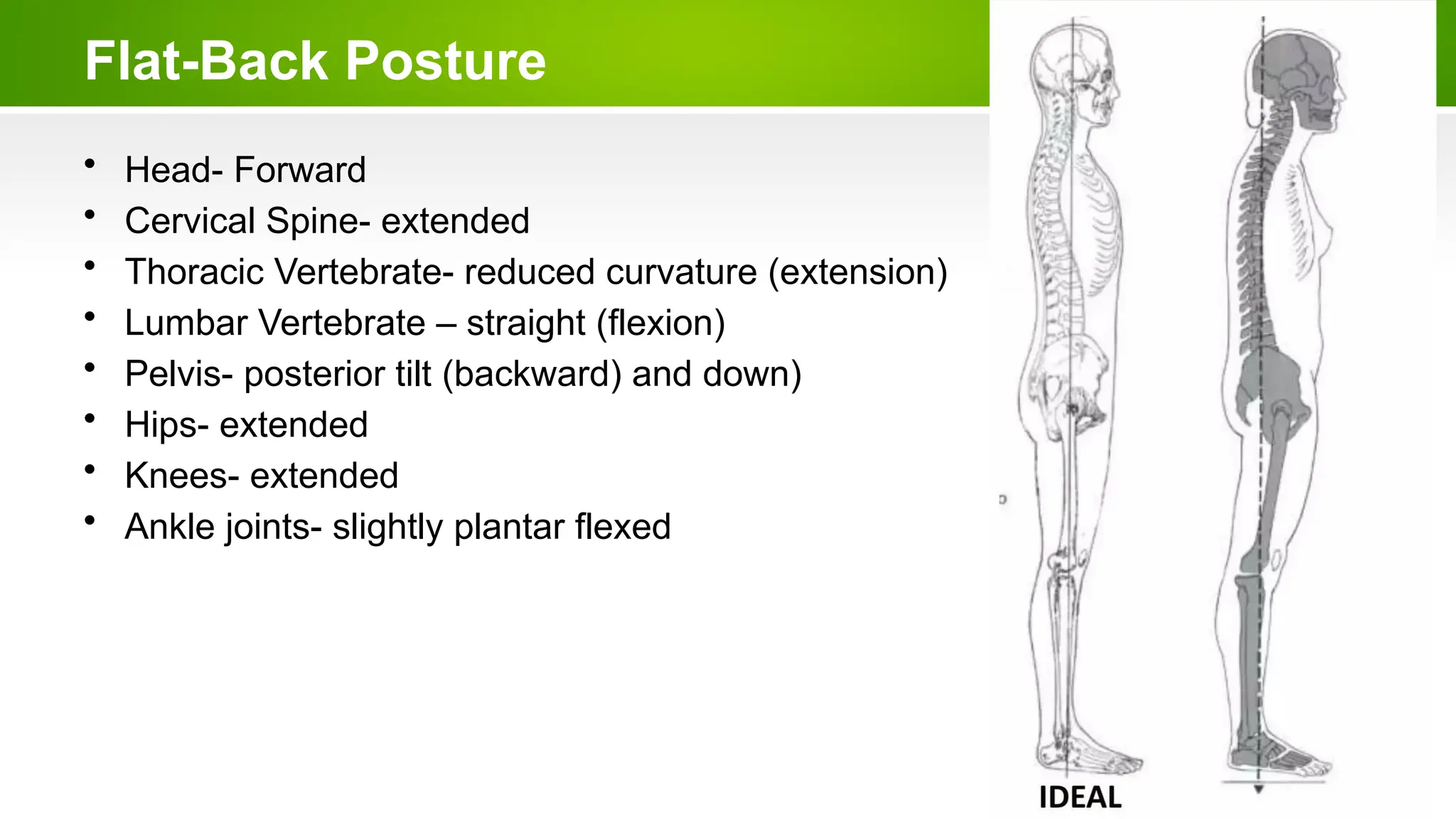 Flat-Back Posture
• Head- Forward
• Cervical Spine- extended
• Thoracic Vertebrate- reduced curvature (extension)
• Lumbar Vertebrate – straight (flexion)
• Pelvis- posterior tilt (backward) and down)
• Hips- extended
• Knees- extended
• Ankle joints- slightly plantar flexed
 