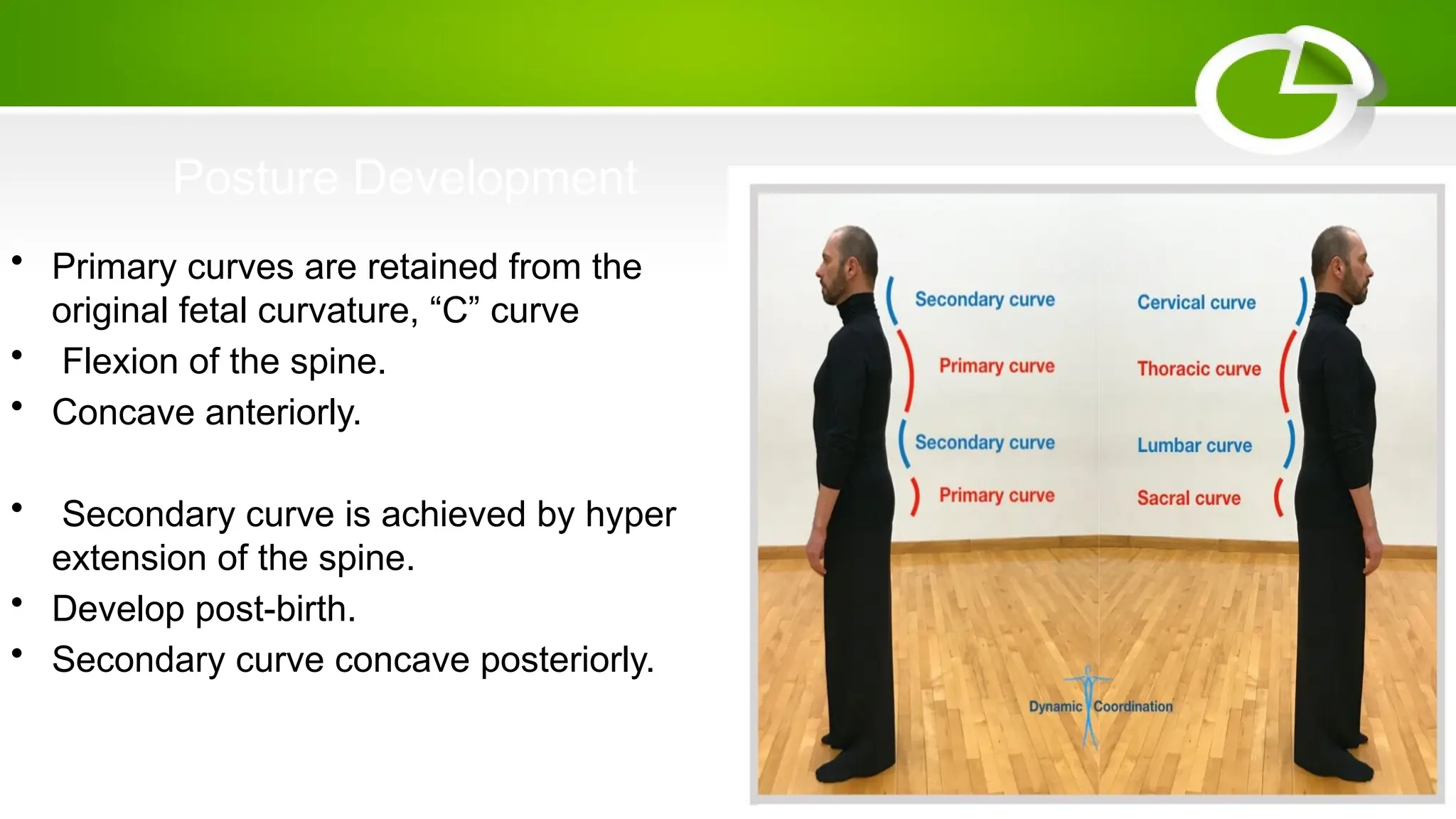 Posture Development
• Primary curves are retained from the
original fetal curvature, “C” curve
• Flexion of the spine.
• Concave anteriorly.
• Secondary curve is achieved by hyper
extension of the spine.
• Develop post-birth.
• Secondary curve concave posteriorly.
 