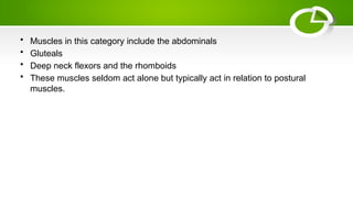 • Muscles in this category include the abdominals
• Gluteals
• Deep neck flexors and the rhomboids
• These muscles seldom act alone but typically act in relation to postural
muscles.
 