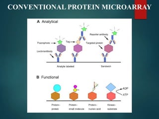 Presentation on protein Array | PPTX