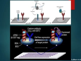 Presentation on protein Array | PPTX