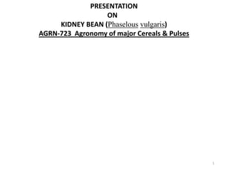 1
PRESENTATION
ON
KIDNEY BEAN (Phaselous vulgaris)
AGRN-723 Agronomy of major Cereals & Pulses
 