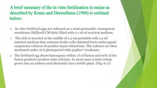 A brief summary of the in vitro fertilization in maize as
described by Kranz and Dresselhaus (1996) is outlined
below:
 In vitro fertilized eggs are cultured on a semi-permeable, transparent
membrane (Millicell-CM dish) filled with 0.1 ml of nutrient medium.
 The dish is inserted at the middle of a 3 cm petridish with 1.5 ml
nutrient medium that contains feeder cells obtained form embryogenic
suspension cultures of another maize inbred line. The cultures are then
incubated under 16 h photoperiod with 50pEnr2 irradiance.
 The fertilized egg shows karyogamy within 1 h of fusion and 90% of the
fusion products produce mini-colonies. In most cases a mini-colony
grows into an embryo and ultimately into a fertile plant. (Fig: 6.17)
 