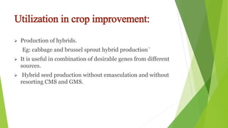 Utilization in crop improvement:
 Production of hybrids.
Eg: cabbage and brussel sprout hybrid production`
 It is useful in combination of desirable genes from different
sources.
 Hybrid seed production without emasculation and without
resorting CMS and GMS.
 