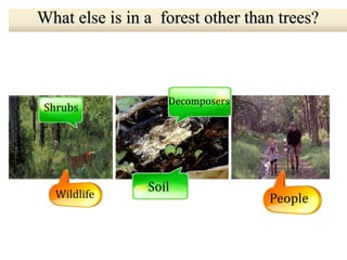 What else is in a forest other than trees?
Shrubs
Wildlife
Decomposers
People
Soil
 