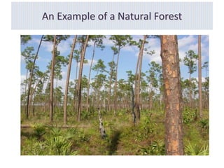 An Example of a Natural Forest
 