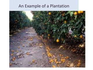 An Example of a Plantation
 