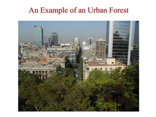 An Example of an Urban Forest
 