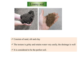 Loamy soil
 Consists of sand, silt and clay
 The texture is gritty and retains water very easily, the drainage is well
 It is considered to be the perfect soil.
 