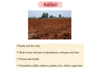 Red Soil
Sandy and less clay
 Rich in iron and poor in phosphorus, nitrogen and lime
 Porous and friable
 Groundnut, millet, tobacco, potato, rice, wheat, sugarcane
 