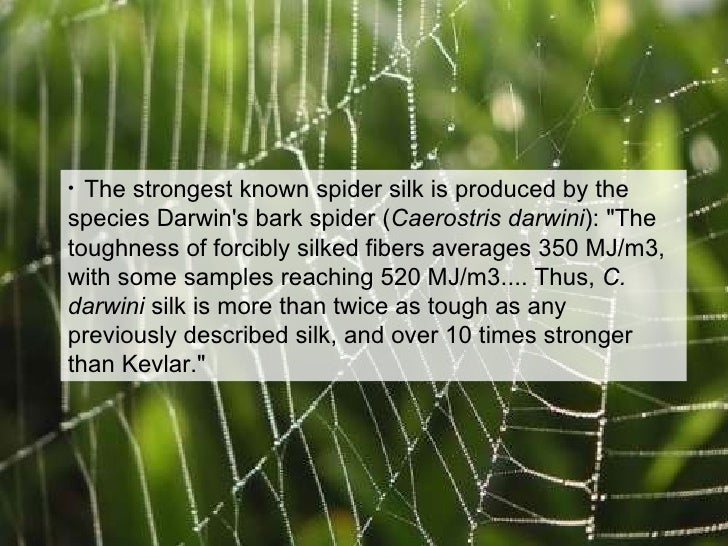 Spider Silk