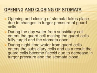 OPENING AND CLOSING OF STOMATA
 Opening and closing of stomata takes place
due to changes in turgor pressure of guard
cells.
 During the day water from subsidiary cell
enters the guard cell making the guard cells
fully turgid and the stomata open.
 During night time water from guard cells
enters the subsidiary cells and as a result the
guard cells become flaccid due to decrease in
turgor pressure and the stomata close.
 