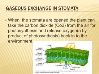 GASEOUS EXCHANGE IN STOMATA
 When the stomata are opened the plant can
take the carbon dioxide (Co2) from the air for
photosynthesis and release oxygen(a by
product of photosynthesis) back in to the
environment.
 