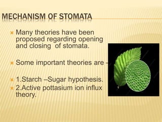 MECHANISM OF STOMATA
 Many theories have been
proposed regarding opening
and closing of stomata.
 Some important theories are –
 1.Starch –Sugar hypothesis.
 2.Active pottasium ion influx
theory.
 