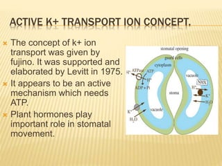ACTIVE K+ TRANSPORT ION CONCEPT.
 The concept of k+ ion
transport was given by
fujino. It was supported and
elaborated by Levitt in 1975.
 It appears to be an active
mechanism which needs
ATP.
 Plant hormones play
important role in stomatal
movement.
 