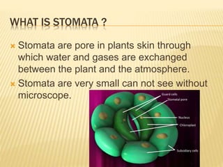 WHAT IS STOMATA ?
 Stomata are pore in plants skin through
which water and gases are exchanged
between the plant and the atmosphere.
 Stomata are very small can not see without
microscope.
 