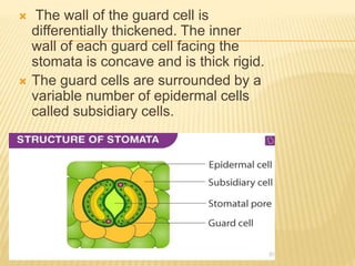 The wall of the guard cell is
differentially thickened. The inner
wall of each guard cell facing the
stomata is concave and is thick rigid.
 The guard cells are surrounded by a
variable number of epidermal cells
called subsidiary cells.
 
