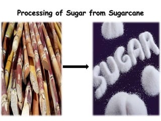 Processing of Sugar from Sugarcane
 