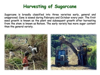 Harvesting of Sugarcane
Sugarcane is broadly classified into three varieties early, general and
unapproved. Cane is sowed during February and October every year. The first
seed growth is known as the plant and subsequent growth after harvesting
from the stem is known as Ratoon. The early variety has more sugar content
than the general variety.
 
