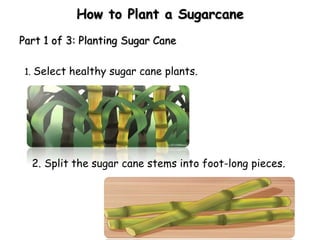 How to Plant a Sugarcane
Part 1 of 3: Planting Sugar Cane
1. Select healthy sugar cane plants.
2. Split the sugar cane stems into foot-long pieces.
 
