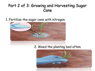 Part 2 of 3: Growing and Harvesting Sugar
Cane
1. Fertilize the sugar cane with nitrogen.
2. Weed the planting bed often.
 
