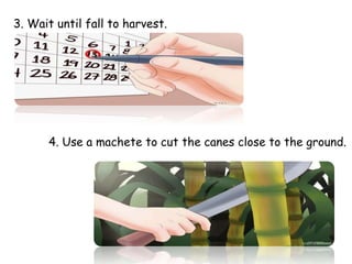 3. Wait until fall to harvest.
4. Use a machete to cut the canes close to the ground.
 