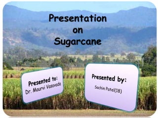 Presentation
on
Sugarcane
 