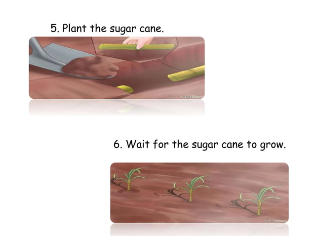 presentation-on-sugarcane-ppt