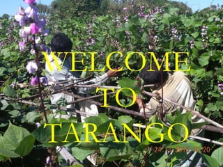 WELCOME
TO
TARANGO
 
