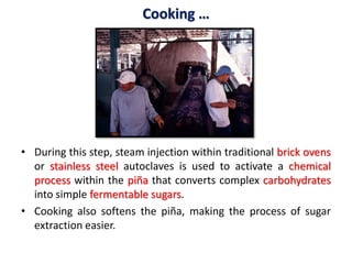Cooking …
• During this step, steam injection within traditional brick ovens
or stainless steel autoclaves is used to activate a chemical
process within the piña that converts complex carbohydrates
into simple fermentable sugars.
• Cooking also softens the piña, making the process of sugar
extraction easier.
 
