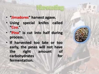 • “Jimadores” harvest agave.
• Using special knifes called
“Coa.”
• “Pina” is cut into half during
process.
• If harvested too late or too
early, the pinas will not have
the right amount of
carbohydrates for
fermentation.
 