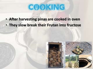 • After harvesting pinas are cooked in oven
• They slow break their Frutan into fructose
 