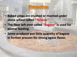 • Baked pinas are crushed or mashed under
stone wheel called “Tahona.”
• The fiber left over called “Bagazo” is used for
animal feeding.
• Some producer put little quantity of bagazo
in further process for strong agave flavor.
 