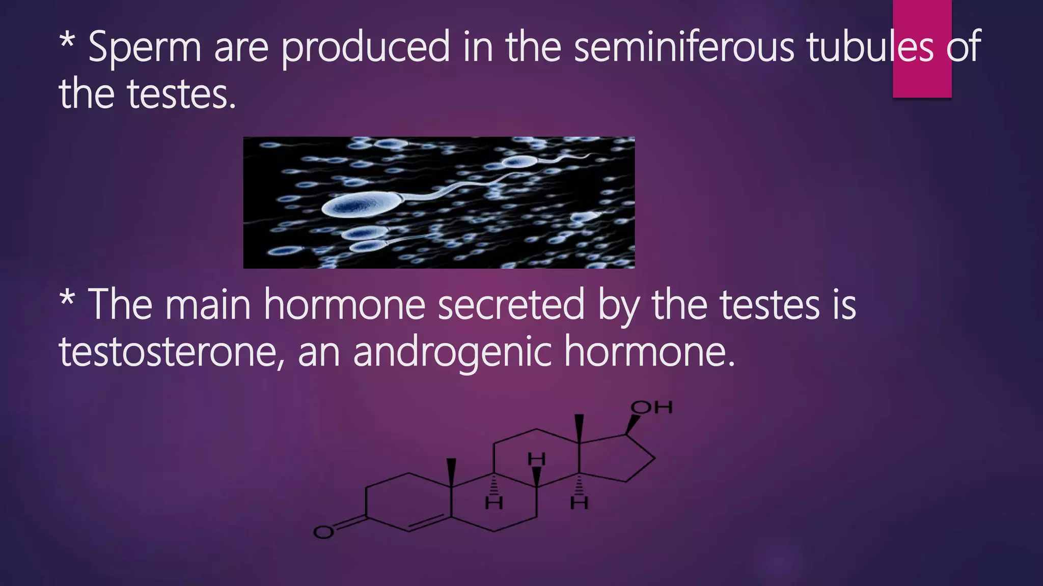 Understanding Your Testes: The Unsung Heroes of Men’s Health