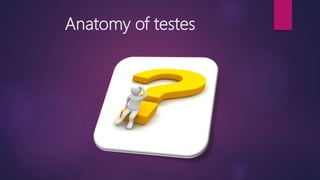 Anatomy of testes
 