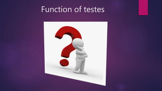 Function of testes
 